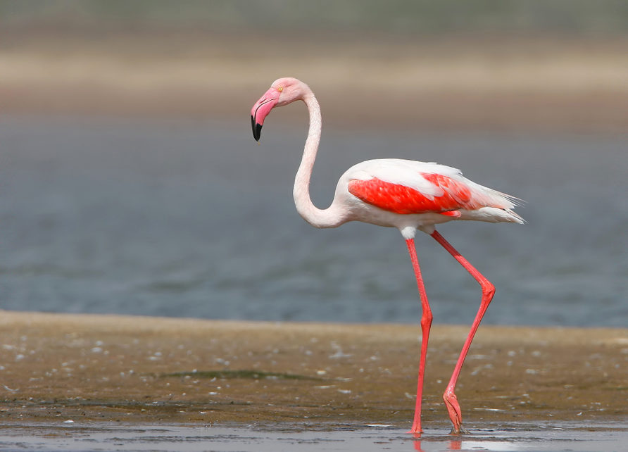 About Flamingo City