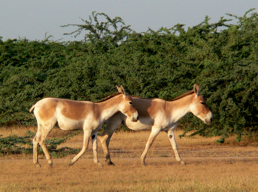 Kutch Desert Sanctuary